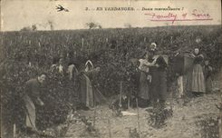 Vintage Postcard Wine Grape harvest Two petty thieves