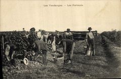 Vintage Postcard Wine Grape harvest the carriers SIGNAL