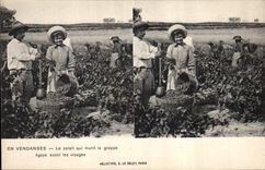 Vintage Postcard Wine Grape harvest the sun which matures the egaye bunch also the faces