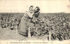 Vintage Postcard Wine Grape harvest in the Medoc Distraction of the vintagers SIGNAL