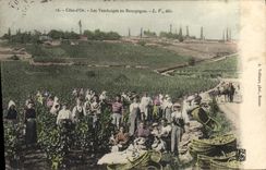 CPA Vin Vendanges en Bourgogne Cote d'Or TOP