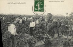 CPA Vin Vendanges TOP