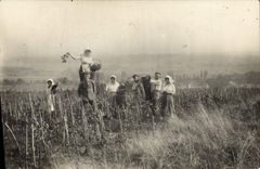 CARTE PHOTO Vin Vendanges 