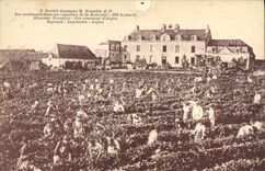 CPA Vin Vendanges dans ses vignobles de la Bourraie Cru renomme d'Anjou