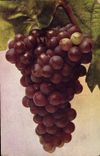 CPA Vin Vendanges Vitis vinifere Wein Roter Malvasier