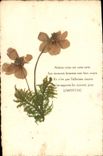 CPA Fantaisie Fleurs sechees 