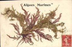 CPA Fantaisie Fleurs sechees Algues marines