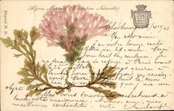 CPA Fantaisie Fleurs sechees Algues marines Coloration naturelle