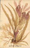 CPA Fantaisie Fleurs sechees Algues marines