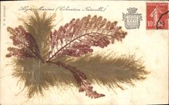 CPA Fantaisie Fleurs sechees Algues marines