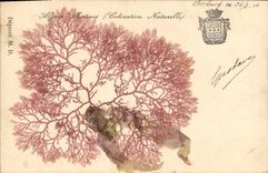 CPA Fantaisie Fleurs sechees Algues marines