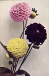 CPA Fantaisie Fleurs Dahlia variabilis 