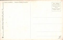 CPA Fantaisie Fleurs Dahlia variabilis 