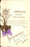 CPA Fantaisie Fleurs sechees Edelweiss Fleur des Alpes