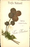CPA Fantaisie Fleurs sechees Trefle naturel