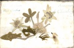 CPA Fantaisie Fleurs sechees 