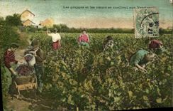 CPA Vin Vendanges Les grappes et les coeurs se ceuillent aux vendanges 