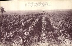 CPA Vin Vendanges Grandin & Co Vue d'ensemble d'une partie de ses vignobles 