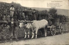CPA Vin Vendanges Boeuf 