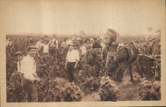 CPA Vin Vendanges en Bourgogne 