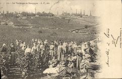 CPA Vin Vendanges en Bourgogne 