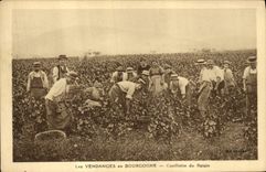 CPA Vin Vendanges en Bourgogne Cueillette du raisin 