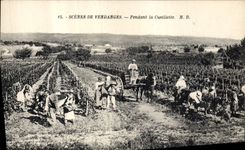 CPA Vin Vendanges Pendant la cueillette 