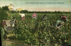 CPA Vin Vendanges Les grappes et les coeurs se cueillent aux vendanges 