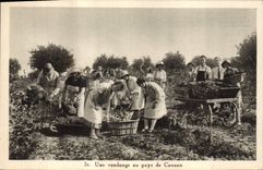 CPA Vin Vendanges Une vendange au pays de Canaan 