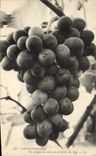 CPA Folklore Vin Vendanges Fontainebleau Une grappe de raisin de la treille du Roy