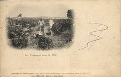 CPA Folklore Vin Vendanges dans le Midi