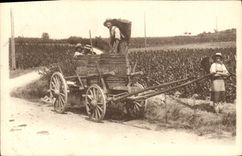 CPA Folklore Vin Vendanges en Bourgogne La hotte plaine