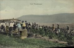 CPA Folklore Vin Vendanges 