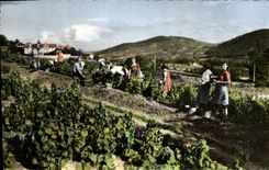 CPM Folklore Vin Vendanges en Neaujolais