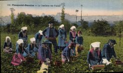CPA Folklore Plougastel Daoulas La cueillette des fraises
