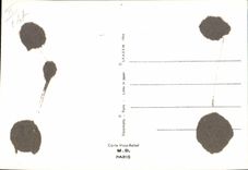 CPM Fantaisie Chiens (décor en relief)