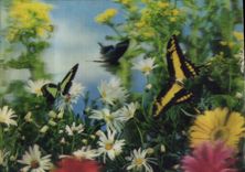 Modern Postcard Fantasy Butterflies (decoration in relief)