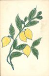 Vintage Postcard Fantasy (drawing has the hand) Lemons