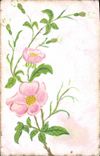 CPA Fantaisie (dessin a la main) Fleurs 