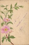 CPA Fantaisie (dessin a la main) Fleurs 