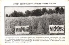 CPA Publicite Action des engrais potassiques sur les cereales