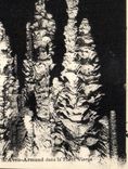 CPA Grotte Grottes L'Aven Armand dans la foret vierge