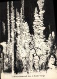 CPA Grotte Grottes L'Aven Armand dans la foret vierge 
