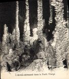 CPA Grotte Grottes L'Aven Armand dans la foret vierge 
