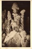 CPA Grotte Grottes L'Aven Armand dans la foret vierge 