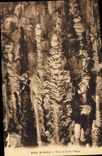 CPA Grotte Grottes L'Aven Armand Dans la foret vierge