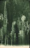 CPA Grotte Grottes Aven Armand Passage a travers la foret vierge