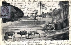 CPA Egypt Egypte La ferme Vaches