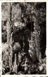 CPA Grotte Grottes Aven d'Orgnac Salle Haute Stalagmites geantes