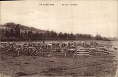 CPA Folklore Auvergne Le parc Vaches
